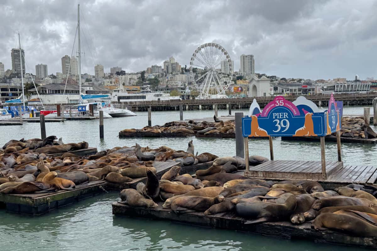 Pier 39 Sea Lions with SkyStar Wheel