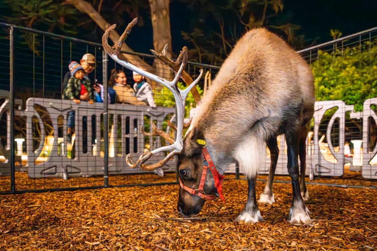 California Academy of Science - Welcome Winter Night