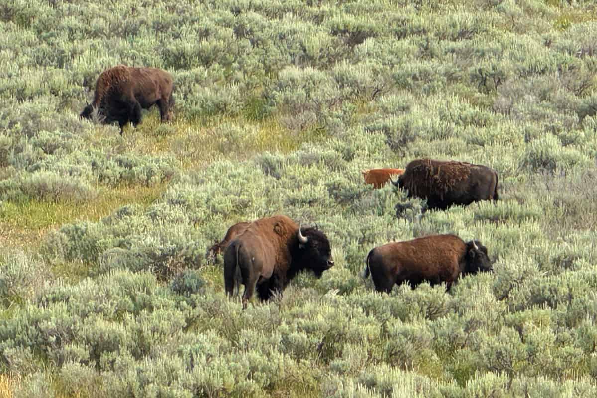Bison in Yellowstone Lamar Valley