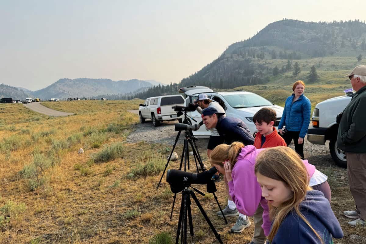 Wolf and wildlife spotting with Yellowstone Guidelines Private Tour