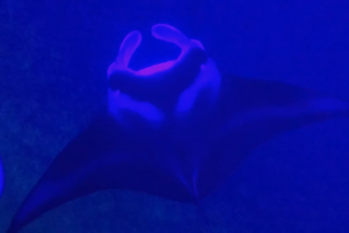 Manta Ray Night Snorkel